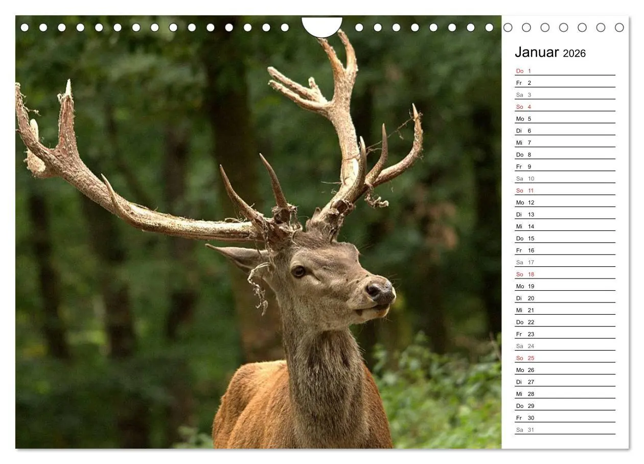 Bild: 9783457985519 | Hirsche (Wandkalender 2026 DIN A4 quer), CALVENDO Monatskalender