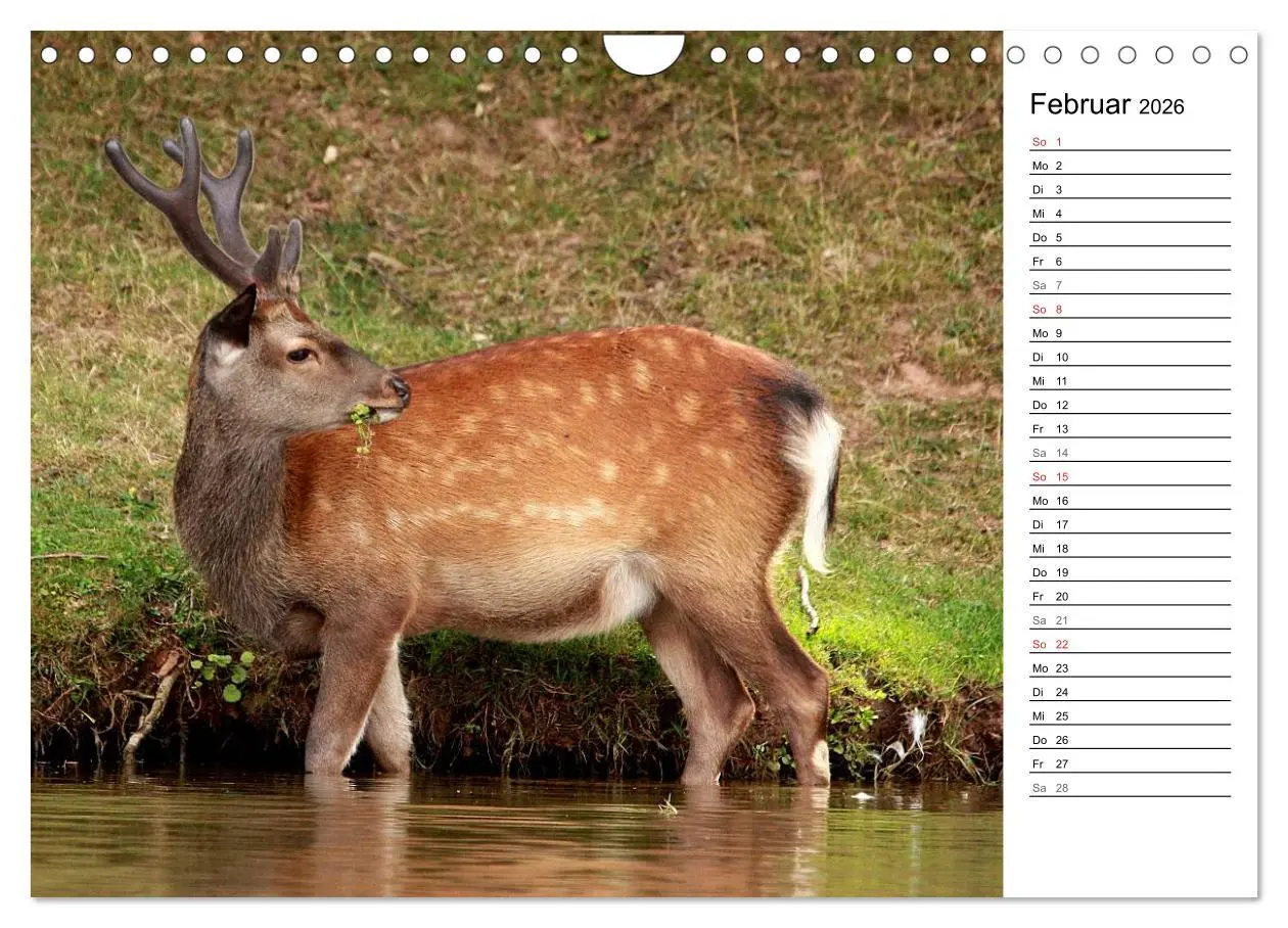 Bild: 9783457985519 | Hirsche (Wandkalender 2026 DIN A4 quer), CALVENDO Monatskalender