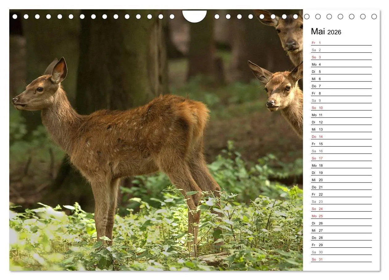 Bild: 9783457985519 | Hirsche (Wandkalender 2026 DIN A4 quer), CALVENDO Monatskalender