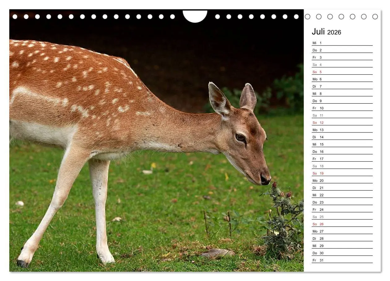 Bild: 9783457985519 | Hirsche (Wandkalender 2026 DIN A4 quer), CALVENDO Monatskalender