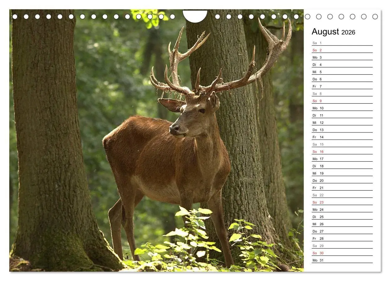 Bild: 9783457985519 | Hirsche (Wandkalender 2026 DIN A4 quer), CALVENDO Monatskalender