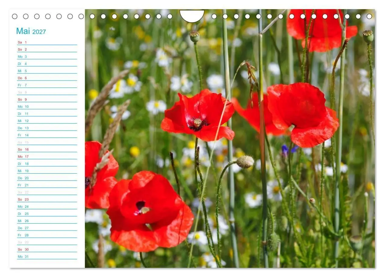 Bild: 9783569925519 | Wunderschöner Spreewald (Wandkalender 2027 DIN A4 quer), CALVENDO...