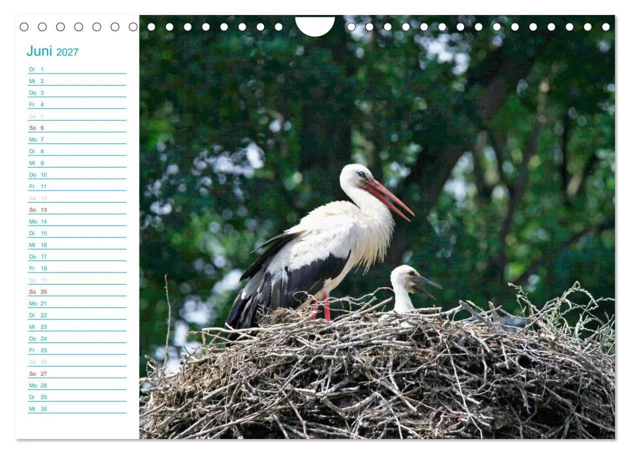 Bild: 9783569925519 | Wunderschöner Spreewald (Wandkalender 2027 DIN A4 quer), CALVENDO...