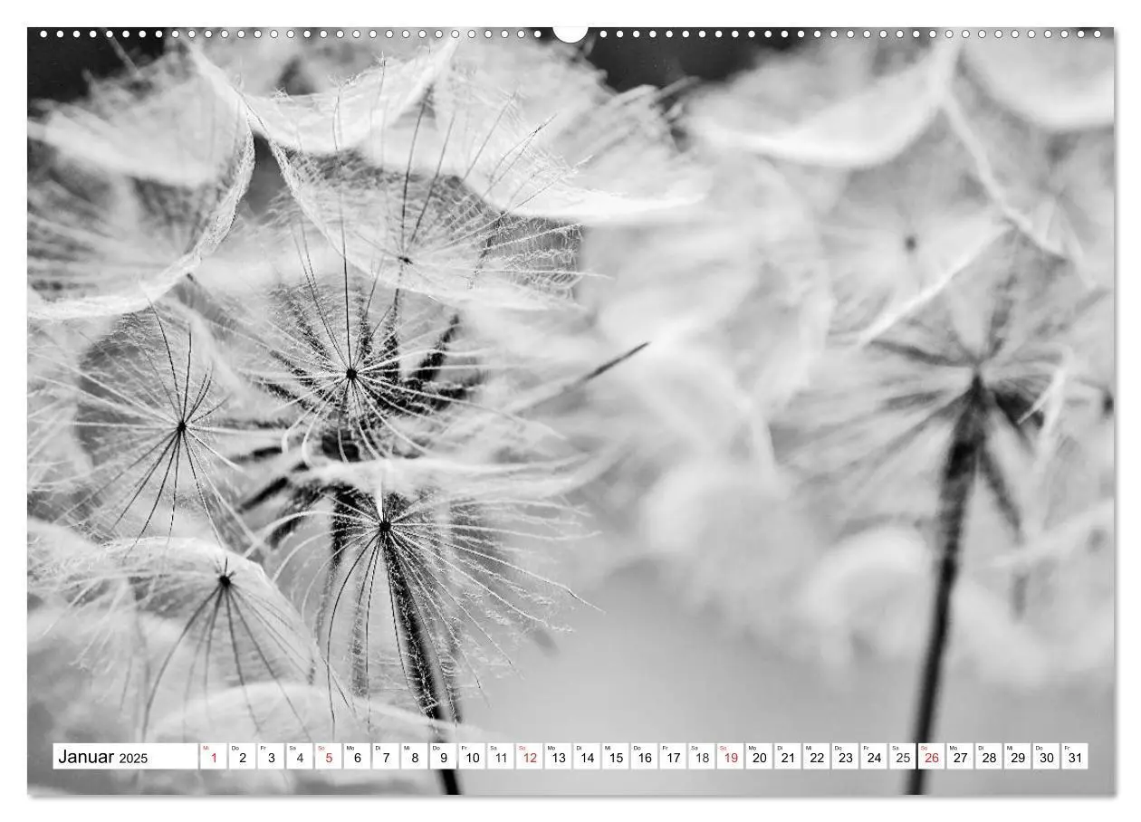 Bild: 9783435265619 | Pusteblumenzauber in schwarzweiß (Wandkalender 2025 DIN A2 quer),...