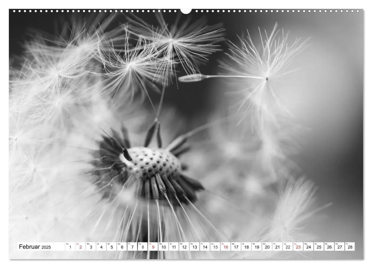Bild: 9783435265619 | Pusteblumenzauber in schwarzweiß (Wandkalender 2025 DIN A2 quer),...