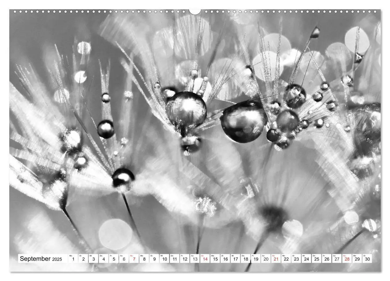 Bild: 9783435265619 | Pusteblumenzauber in schwarzweiß (Wandkalender 2025 DIN A2 quer),...
