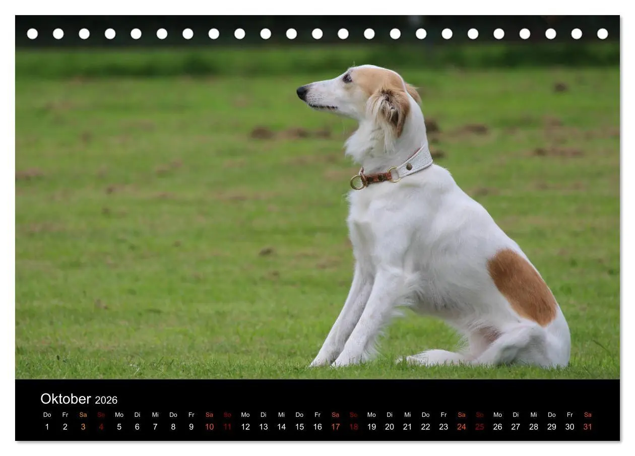 Bild: 9783457895719 | Der Silken Windsprite - ein Seelenhund (Tischkalender 2026 DIN A5...
