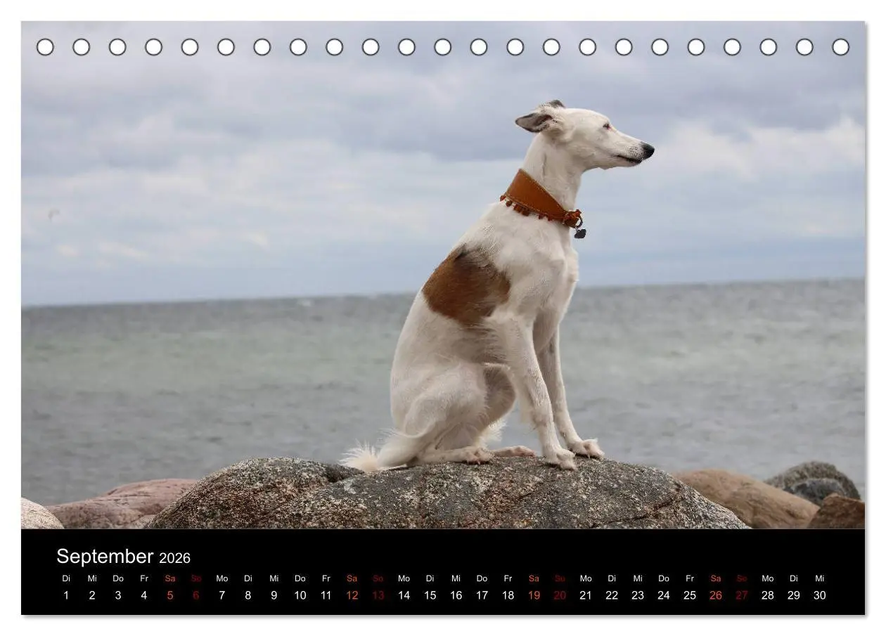 Bild: 9783457895719 | Der Silken Windsprite - ein Seelenhund (Tischkalender 2026 DIN A5...