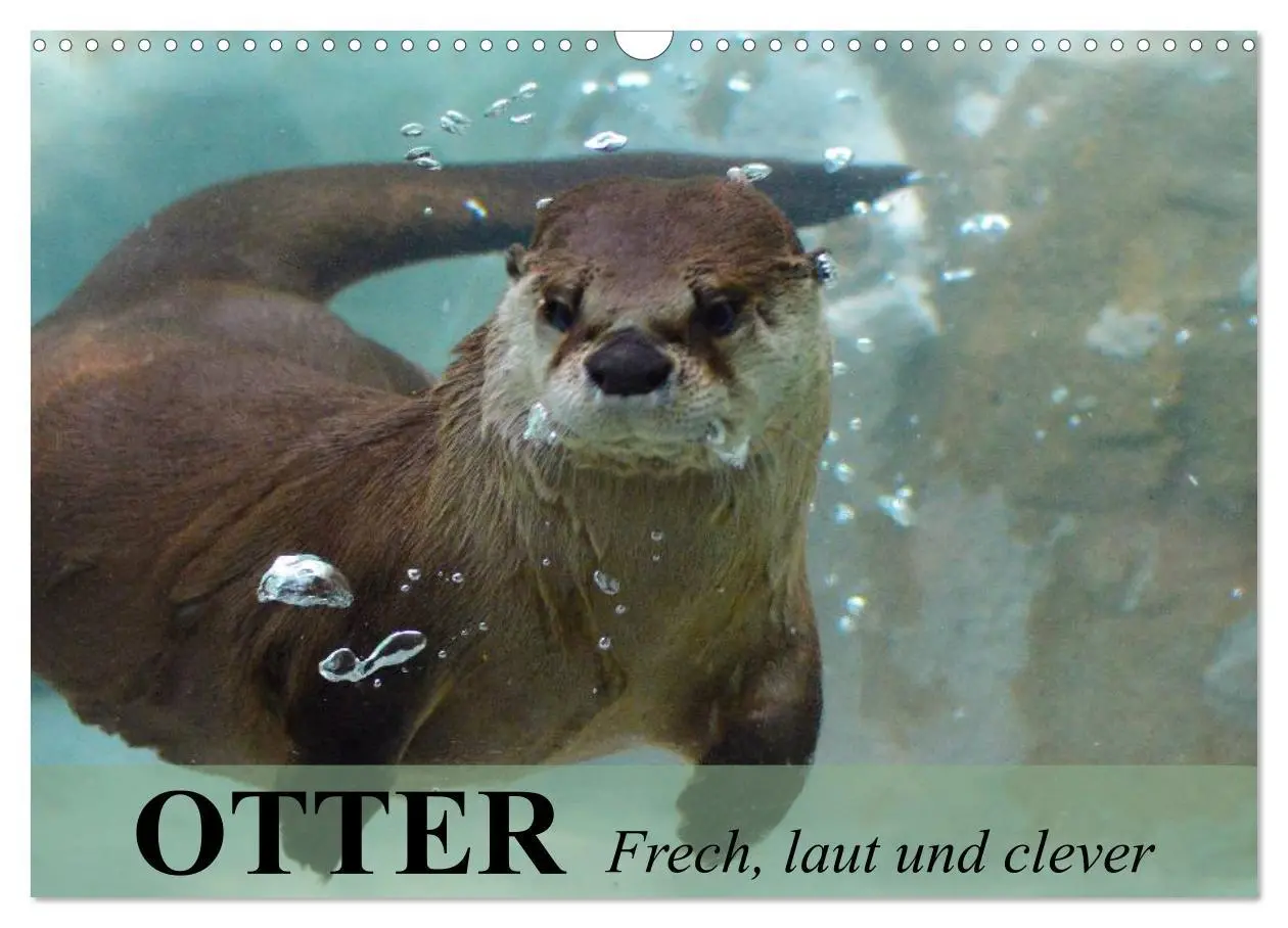 Cover: 9783516055719 | Otter. Frech, laut und clever (Wandkalender 2026 DIN A3 quer),...