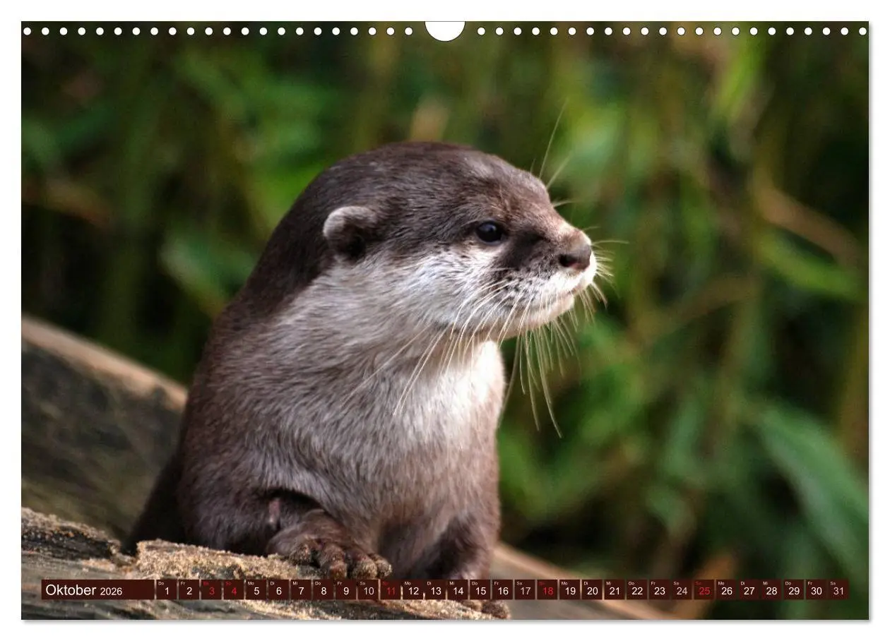 Bild: 9783516055719 | Otter. Frech, laut und clever (Wandkalender 2026 DIN A3 quer),...