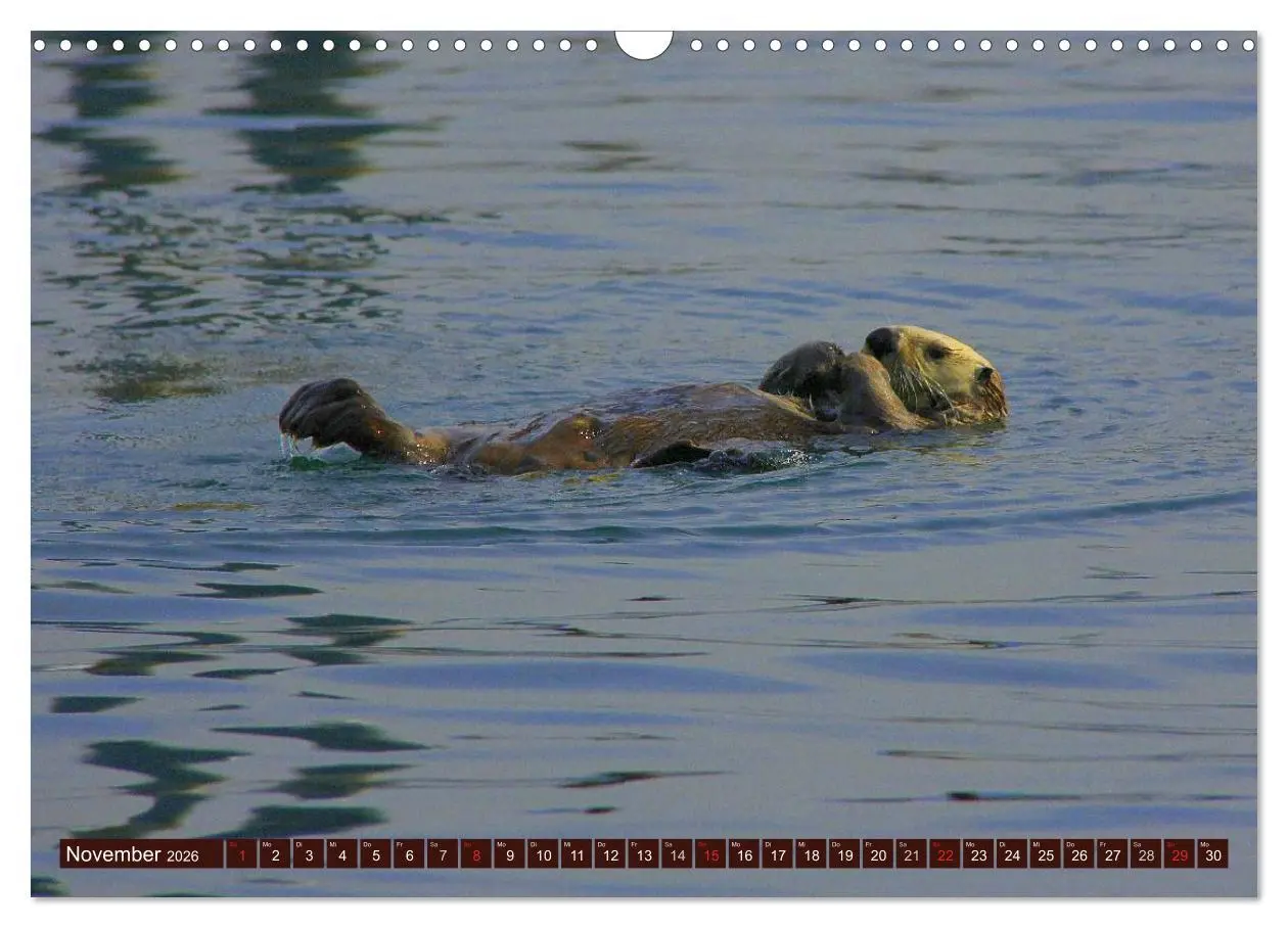 Bild: 9783516055719 | Otter. Frech, laut und clever (Wandkalender 2026 DIN A3 quer),...