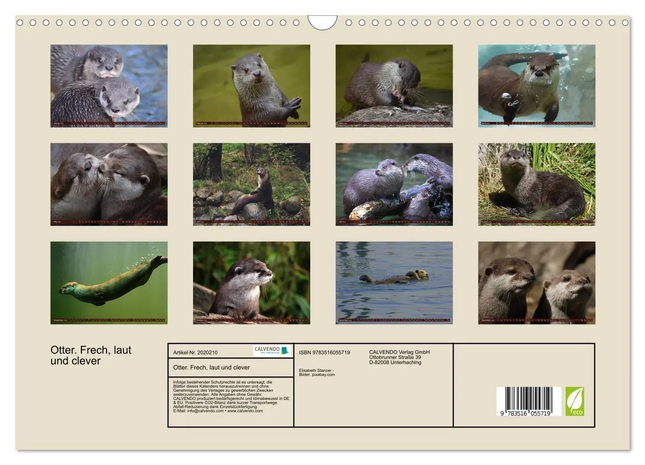Bild: 9783516055719 | Otter. Frech, laut und clever (Wandkalender 2026 DIN A3 quer),...