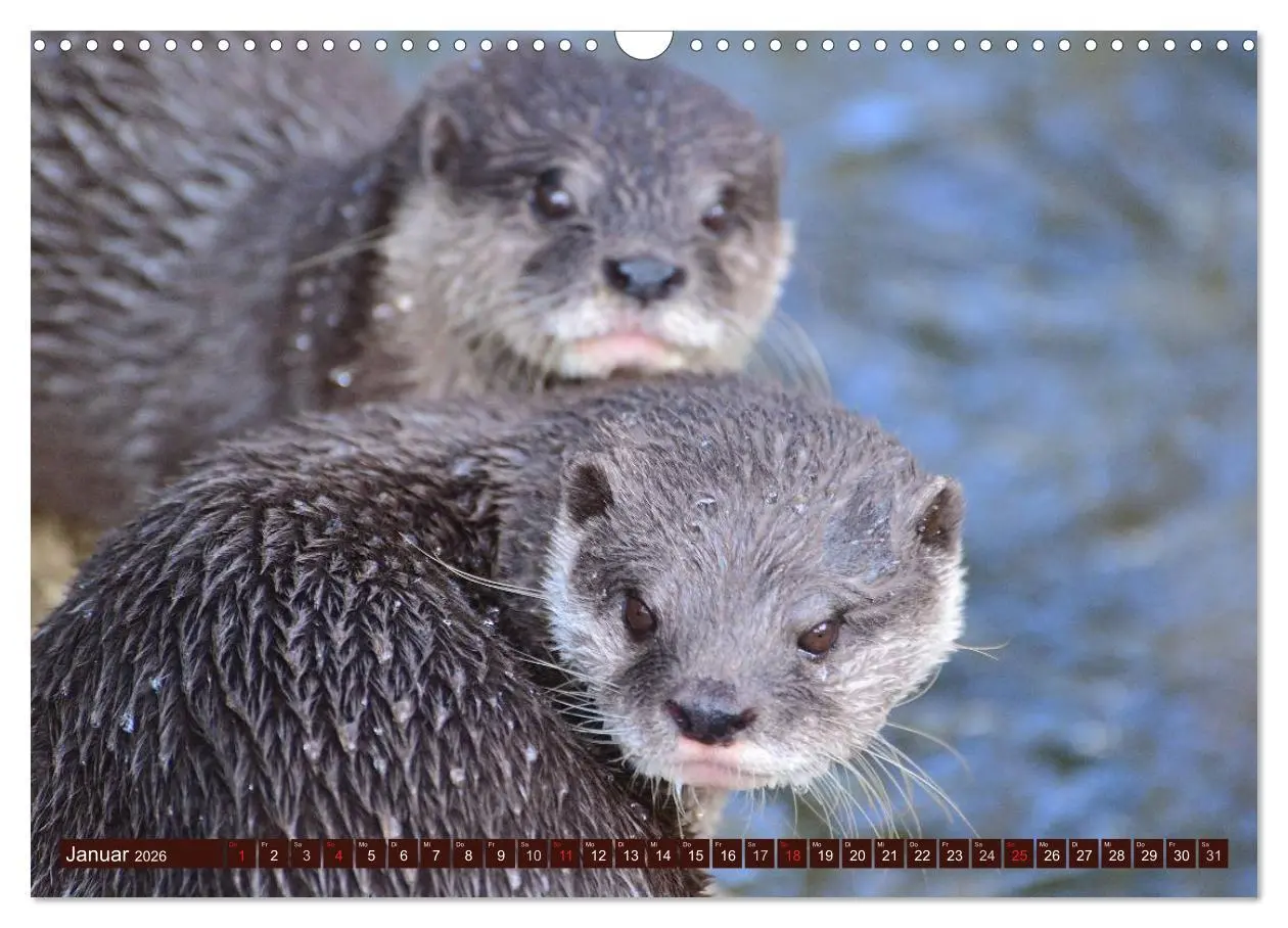 Bild: 9783516055719 | Otter. Frech, laut und clever (Wandkalender 2026 DIN A3 quer),...
