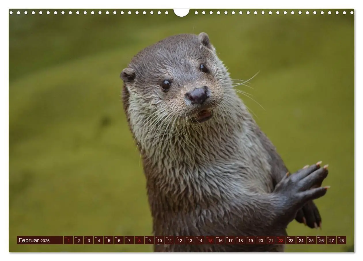 Bild: 9783516055719 | Otter. Frech, laut und clever (Wandkalender 2026 DIN A3 quer),...