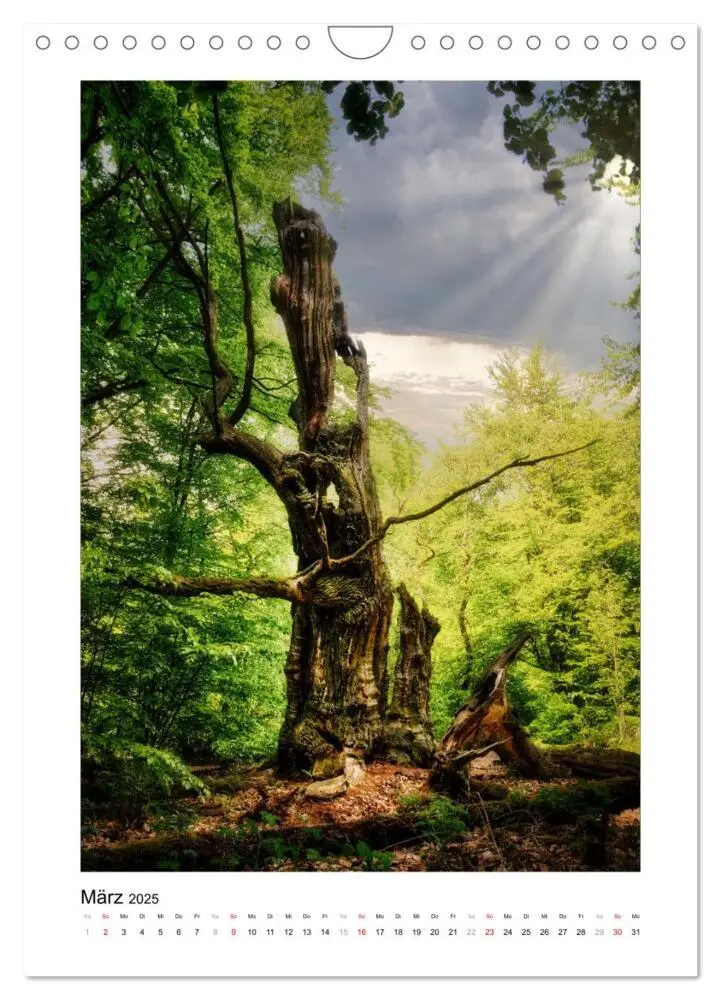 Bild: 9783435865819 | Märchenhaft mystisch (Wandkalender 2025 DIN A4 hoch), CALVENDO...