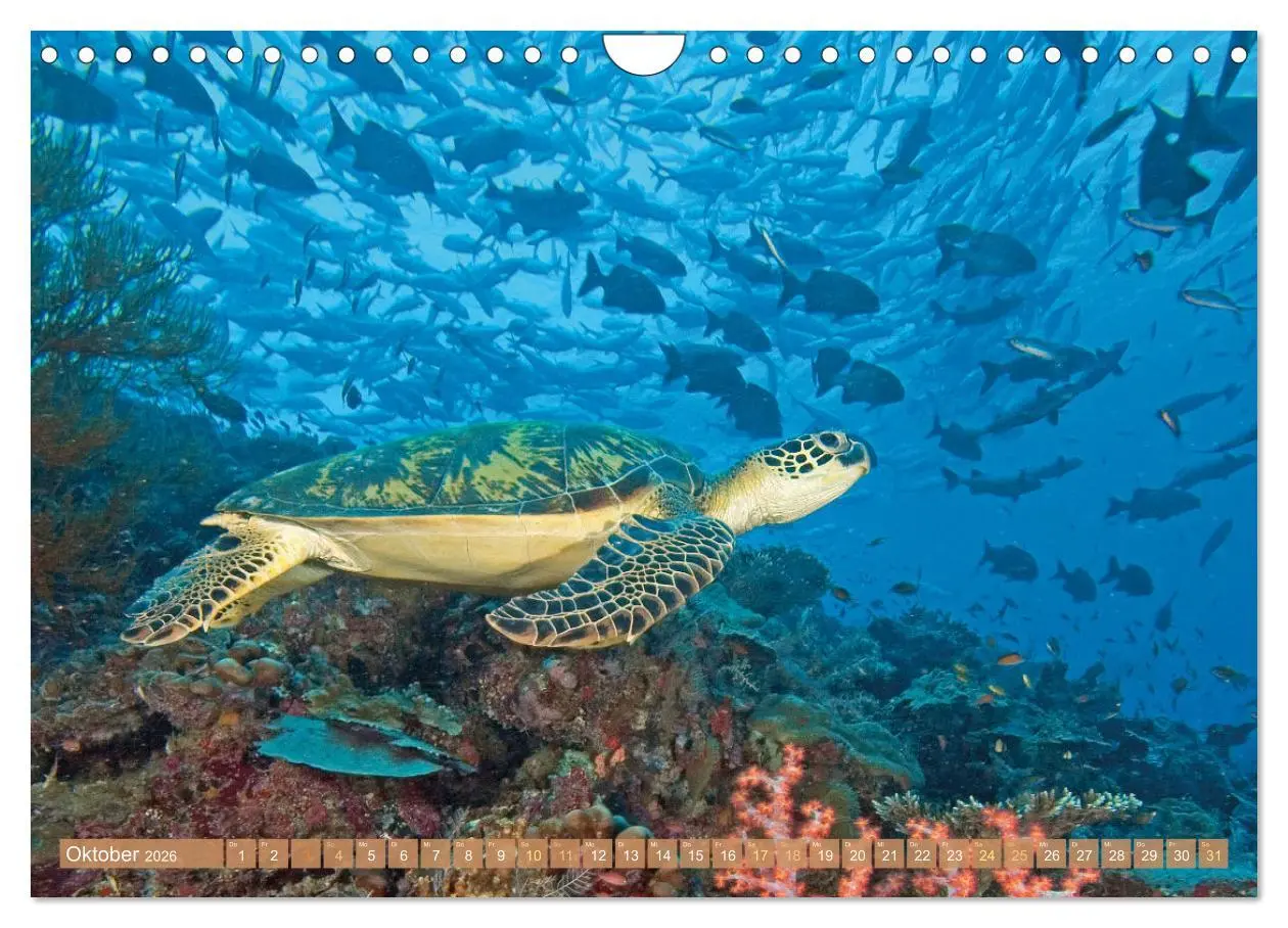 Bild: 9783457265819 | Meeresschildkröten: Aus den blauen Tiefen der Ozeane (Wandkalender...