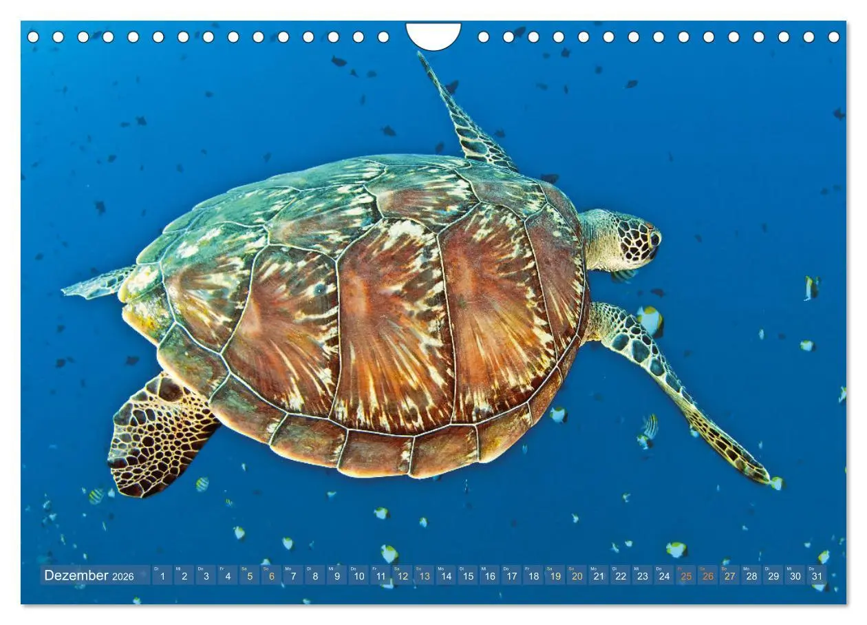 Bild: 9783457265819 | Meeresschildkröten: Aus den blauen Tiefen der Ozeane (Wandkalender...