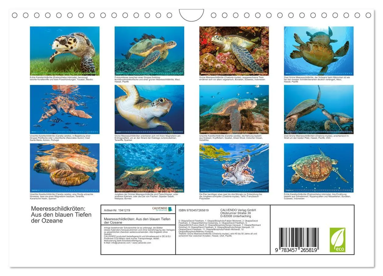 Bild: 9783457265819 | Meeresschildkröten: Aus den blauen Tiefen der Ozeane (Wandkalender...
