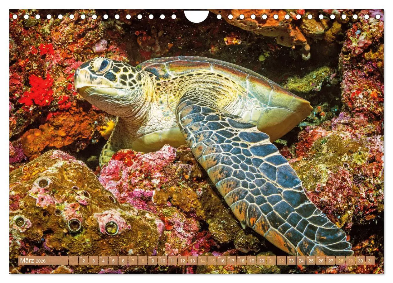 Bild: 9783457265819 | Meeresschildkröten: Aus den blauen Tiefen der Ozeane (Wandkalender...