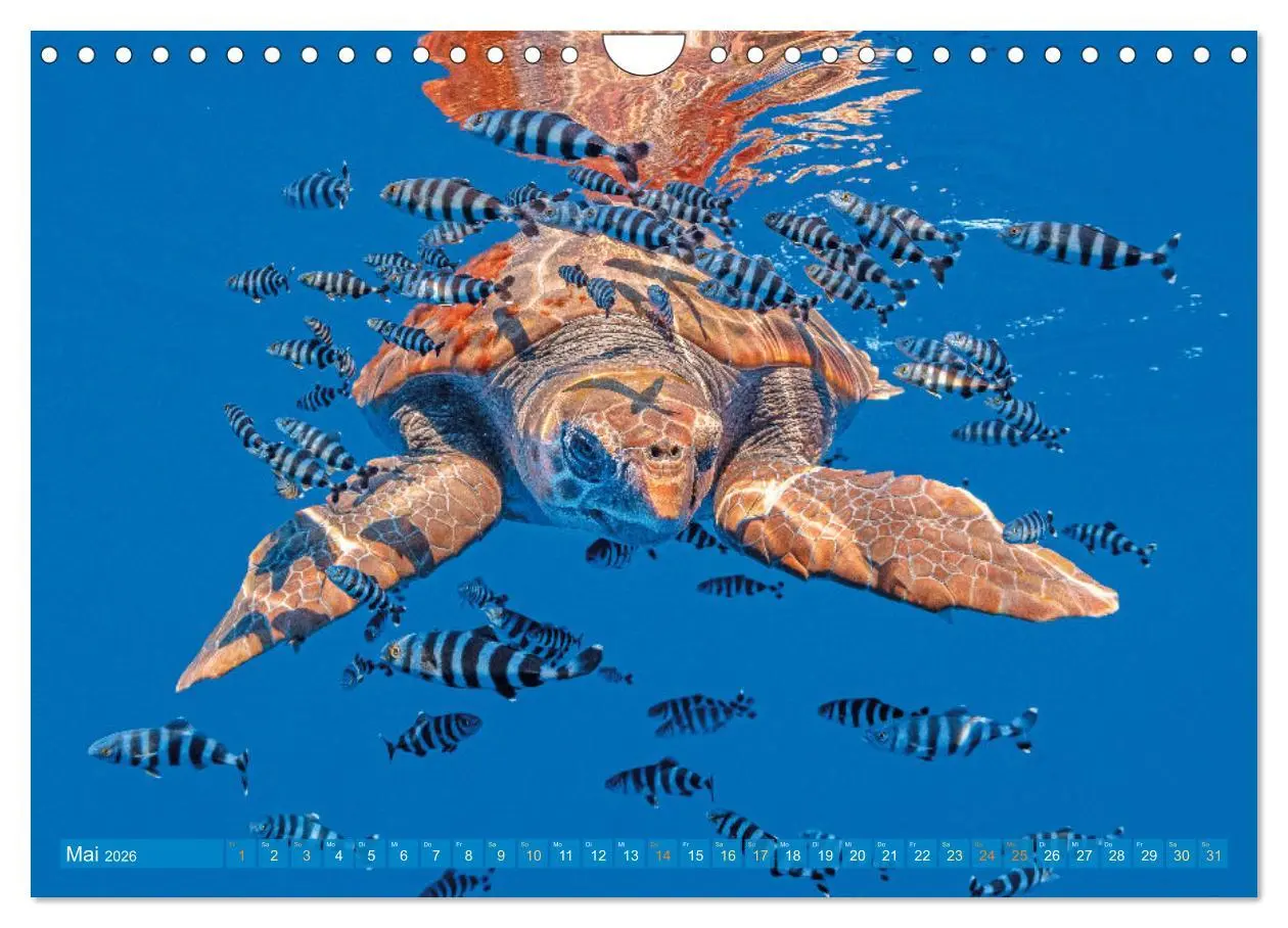 Bild: 9783457265819 | Meeresschildkröten: Aus den blauen Tiefen der Ozeane (Wandkalender...