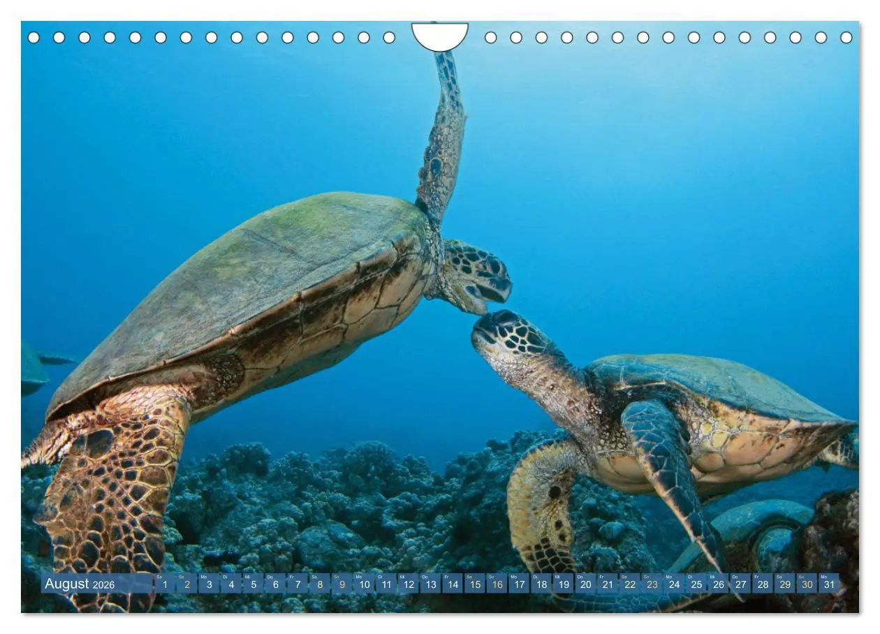 Bild: 9783457265819 | Meeresschildkröten: Aus den blauen Tiefen der Ozeane (Wandkalender...
