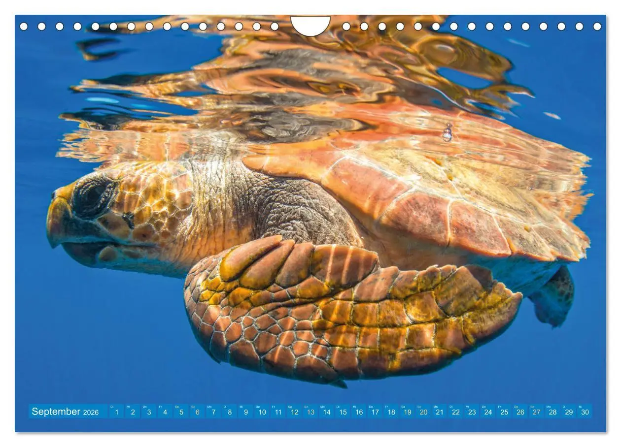 Bild: 9783457265819 | Meeresschildkröten: Aus den blauen Tiefen der Ozeane (Wandkalender...