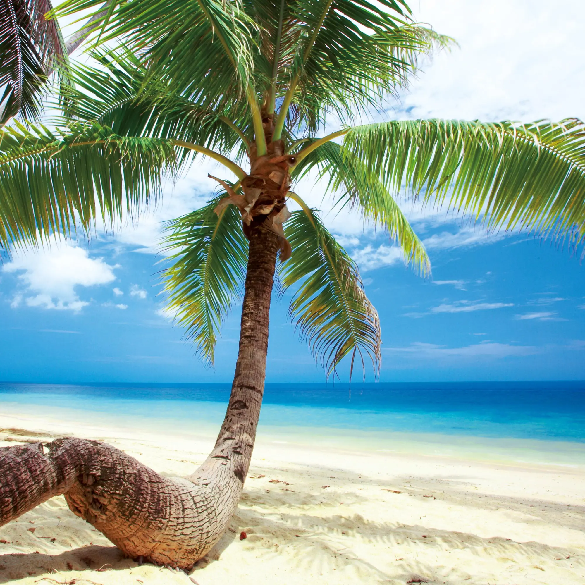 Bild: 9783959295819 | Trauminseln/Dream Islands 2026 | Kalender 2026 | Kalender | 28 S.