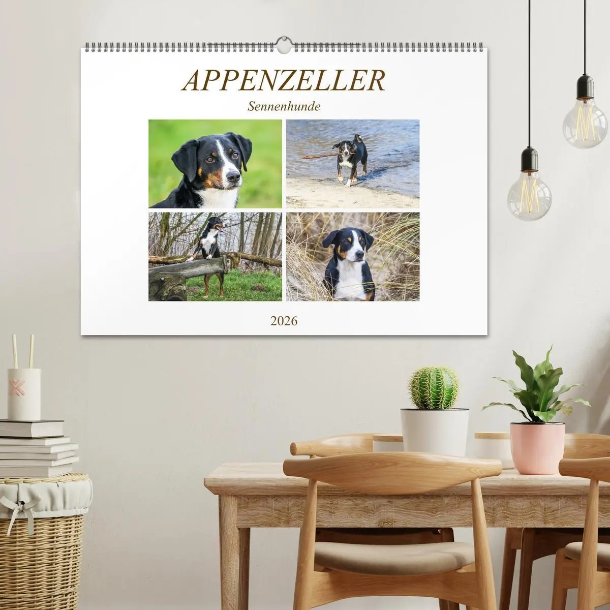 Bild: 9783457836019 | Appenzeller Sennenhunde (Wandkalender 2026 DIN A2 quer), CALVENDO...