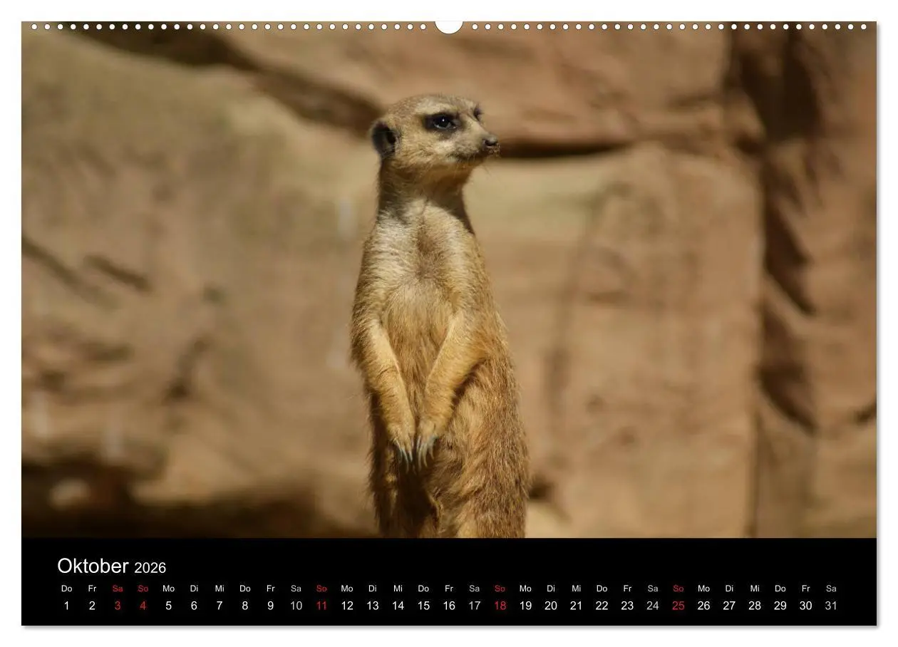 Bild: 9783516236019 | Erdmännchen - Zusammen sind wir stark (Wandkalender 2026 DIN A2...