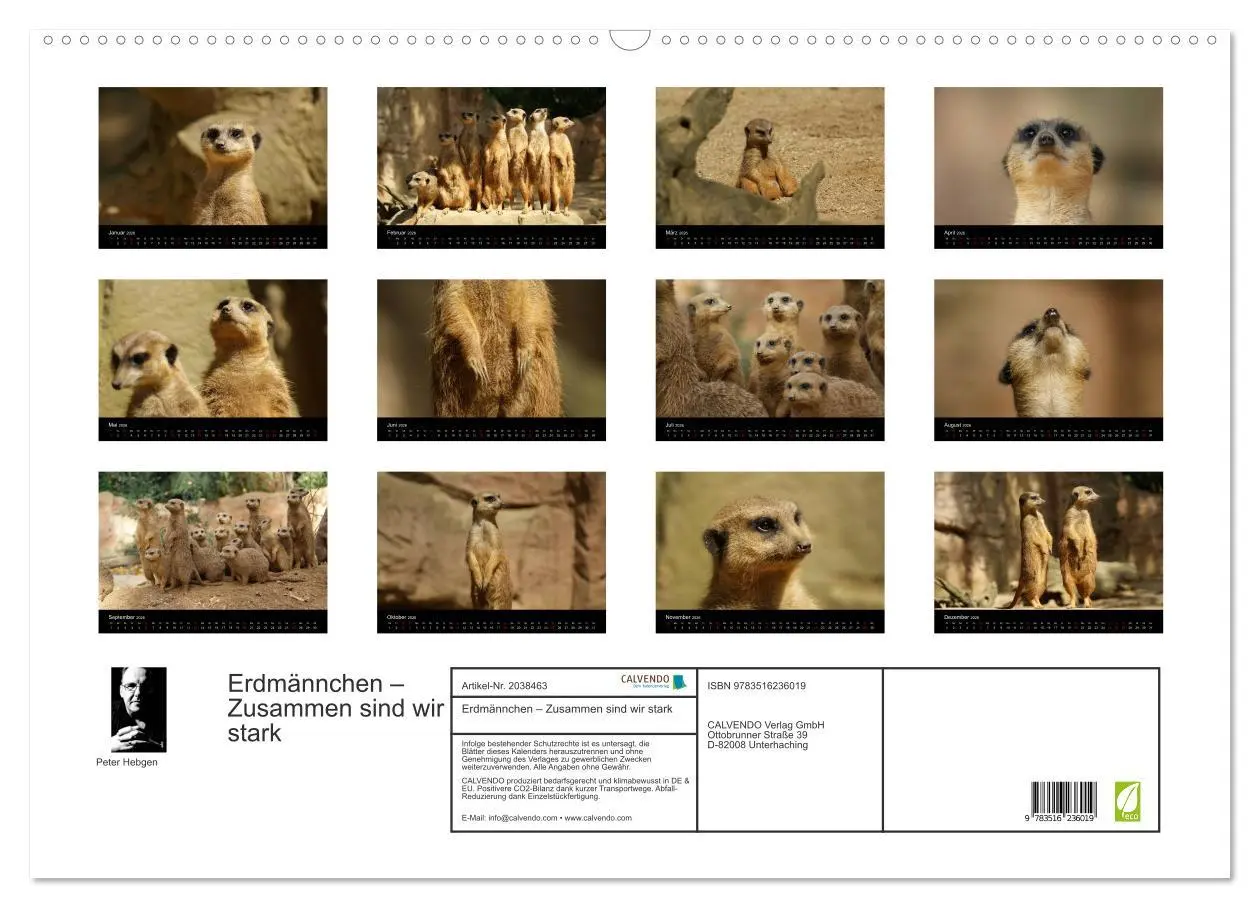 Bild: 9783516236019 | Erdmännchen - Zusammen sind wir stark (Wandkalender 2026 DIN A2...