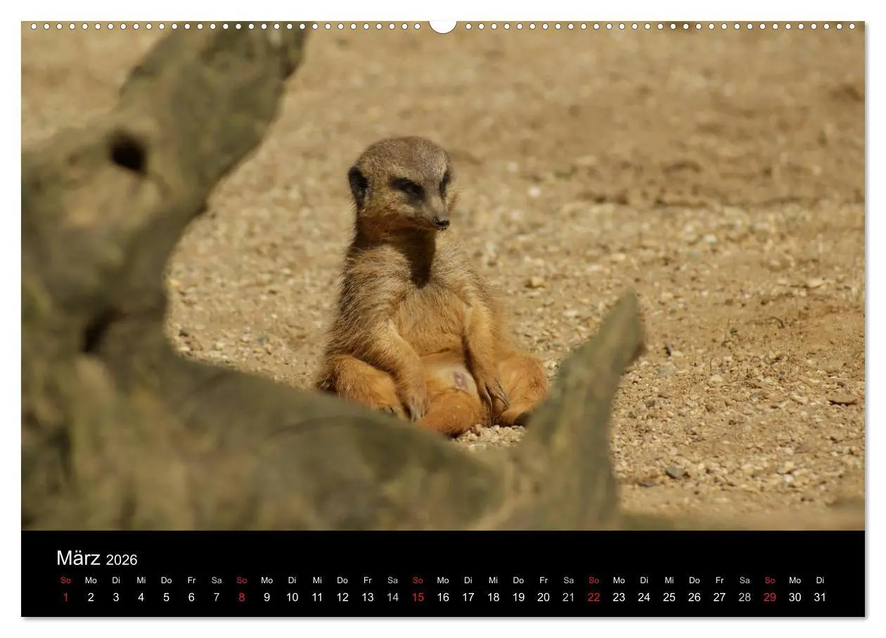Bild: 9783516236019 | Erdmännchen - Zusammen sind wir stark (Wandkalender 2026 DIN A2...