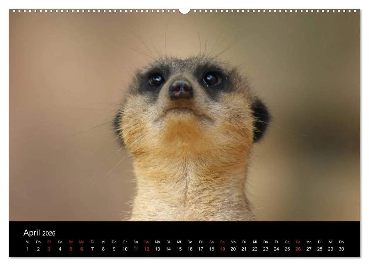 Bild: 9783516236019 | Erdmännchen - Zusammen sind wir stark (Wandkalender 2026 DIN A2...