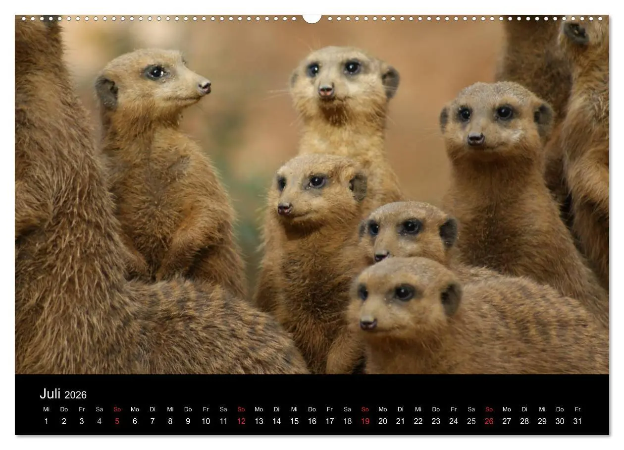 Bild: 9783516236019 | Erdmännchen - Zusammen sind wir stark (Wandkalender 2026 DIN A2...