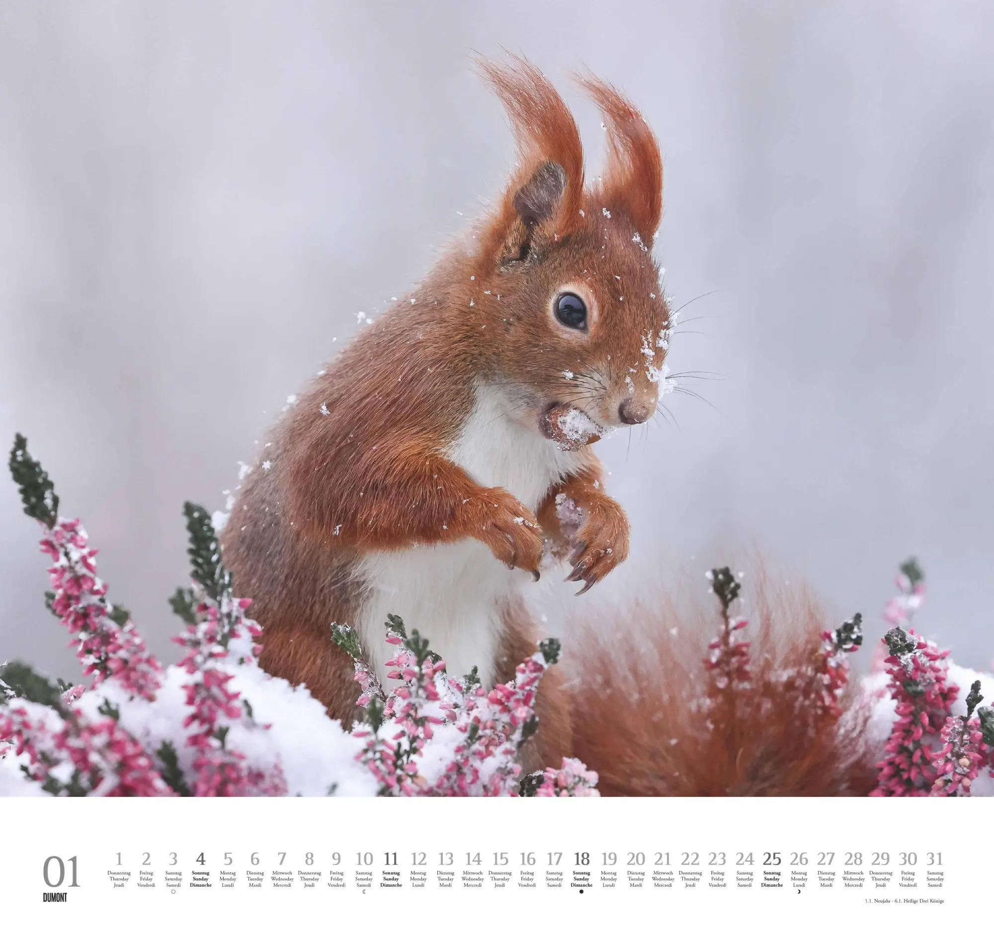 Bild: 4069095006119 | Geliebte Eichhörnchen 2026 - DUMONT Wandkalender - mit den...