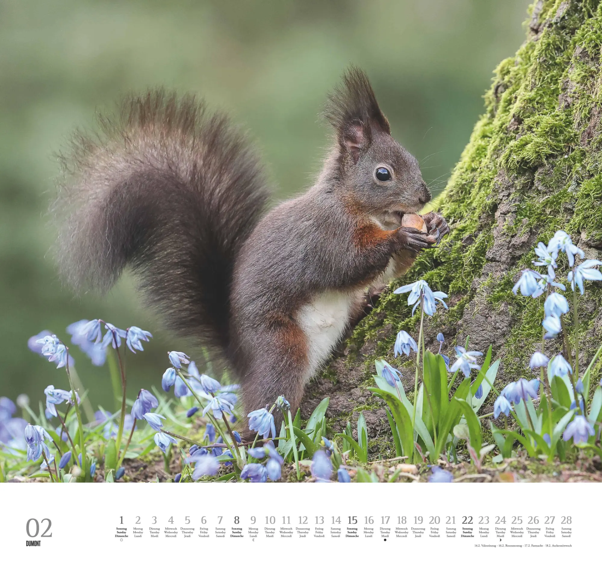 Bild: 4069095006119 | Geliebte Eichhörnchen 2026 - DUMONT Wandkalender - mit den...