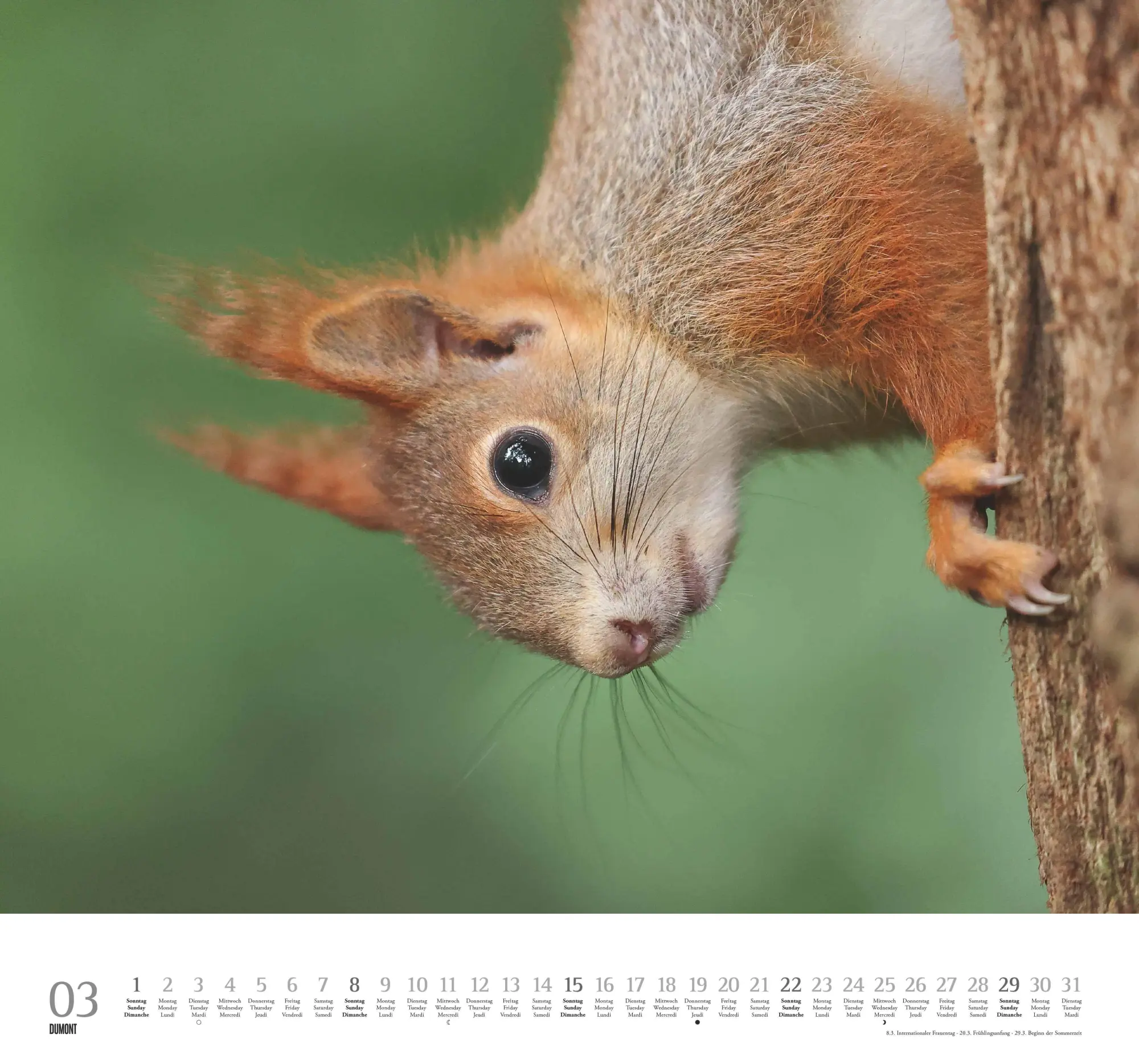 Bild: 4069095006119 | Geliebte Eichhörnchen 2026 - DUMONT Wandkalender - mit den...