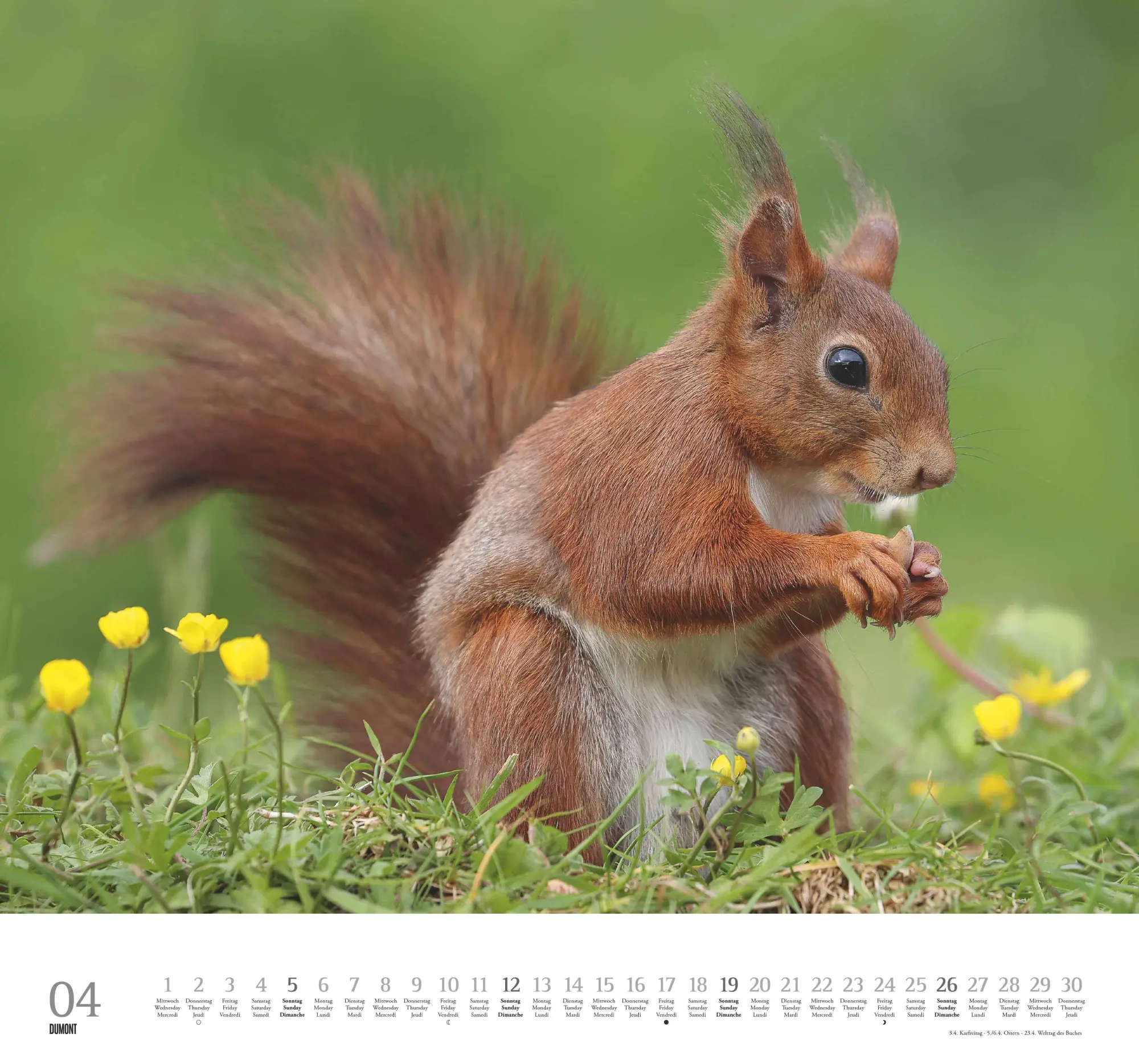 Bild: 4069095006119 | Geliebte Eichhörnchen 2026 - DUMONT Wandkalender - mit den...