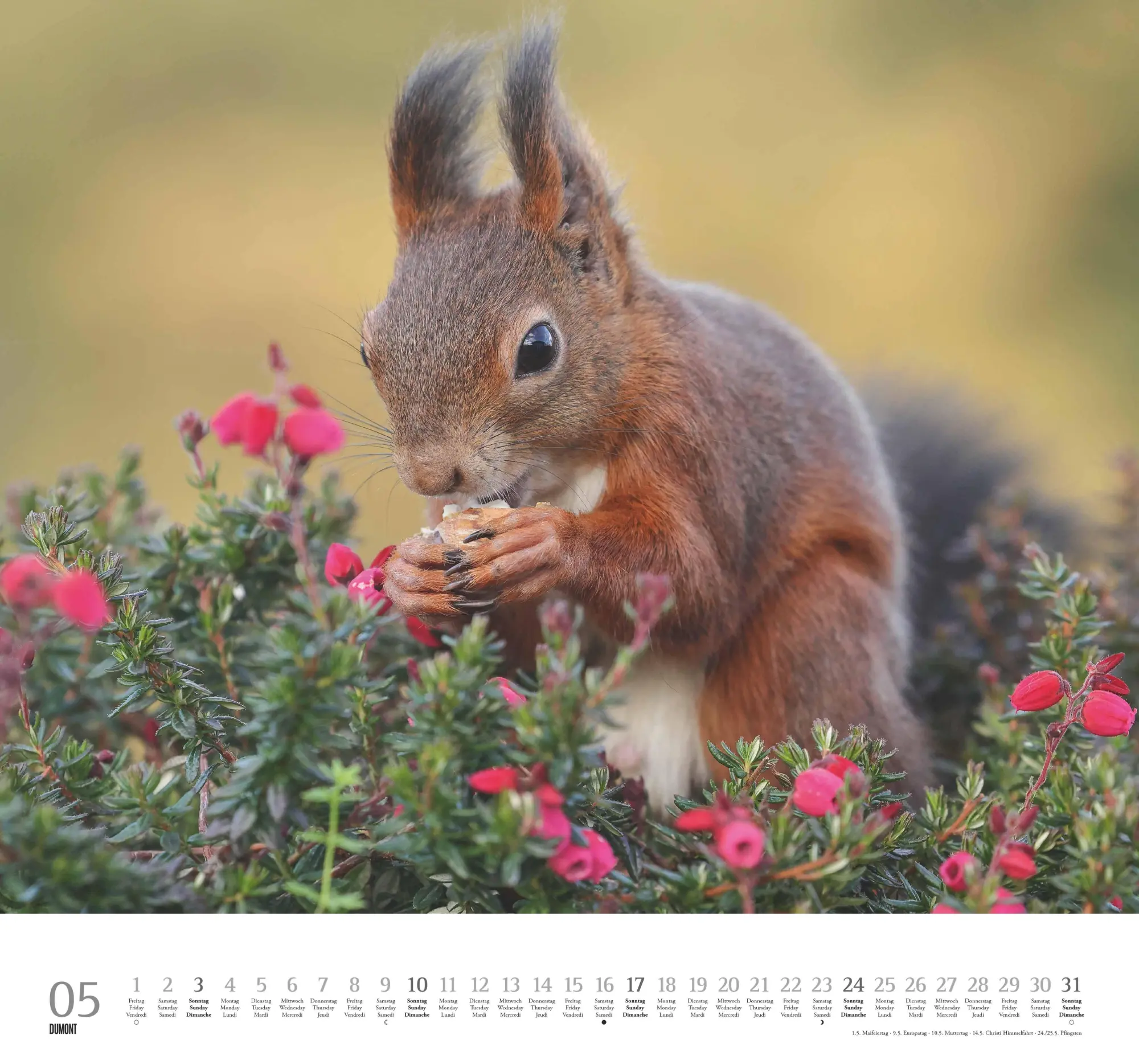 Bild: 4069095006119 | Geliebte Eichhörnchen 2026 - DUMONT Wandkalender - mit den...