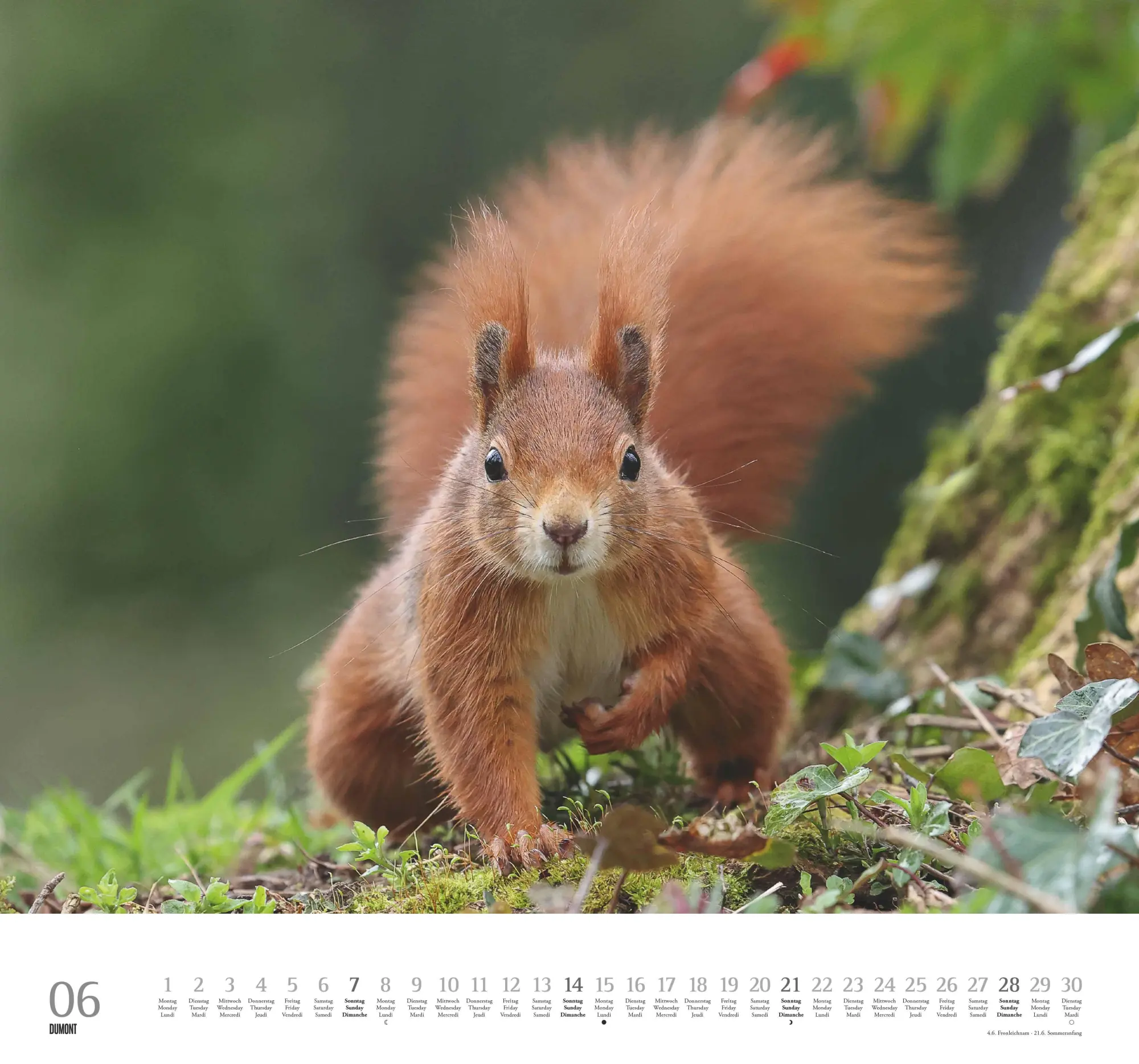 Bild: 4069095006119 | Geliebte Eichhörnchen 2026 - DUMONT Wandkalender - mit den...