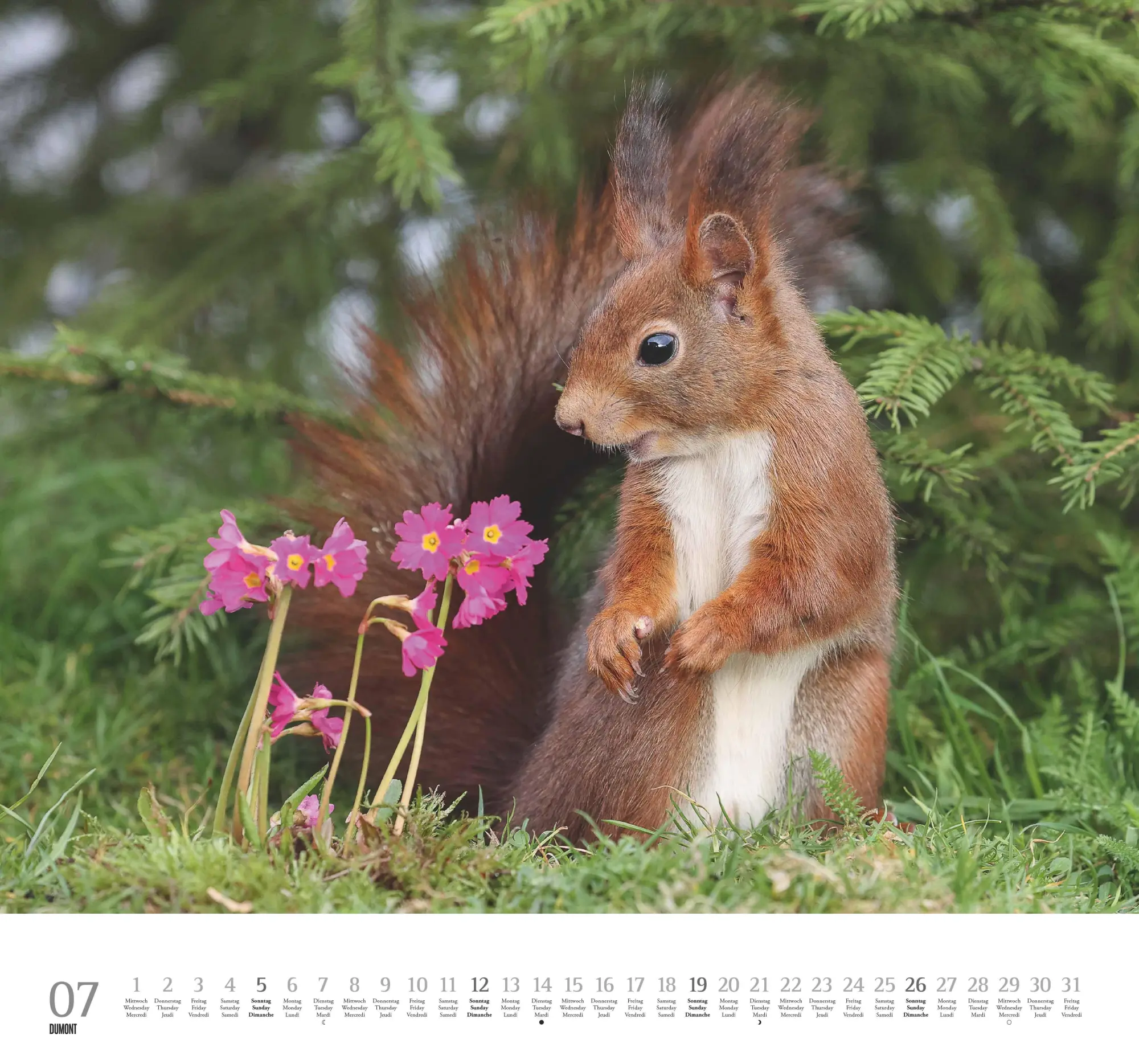 Bild: 4069095006119 | Geliebte Eichhörnchen 2026 - DUMONT Wandkalender - mit den...