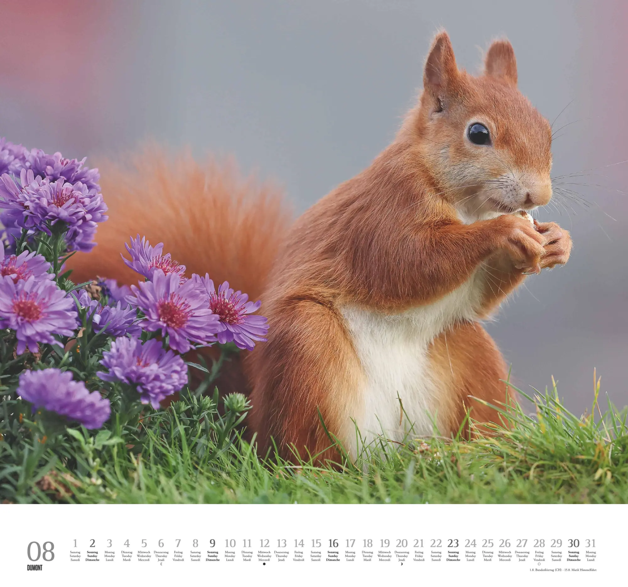 Bild: 4069095006119 | Geliebte Eichhörnchen 2026 - DUMONT Wandkalender - mit den...