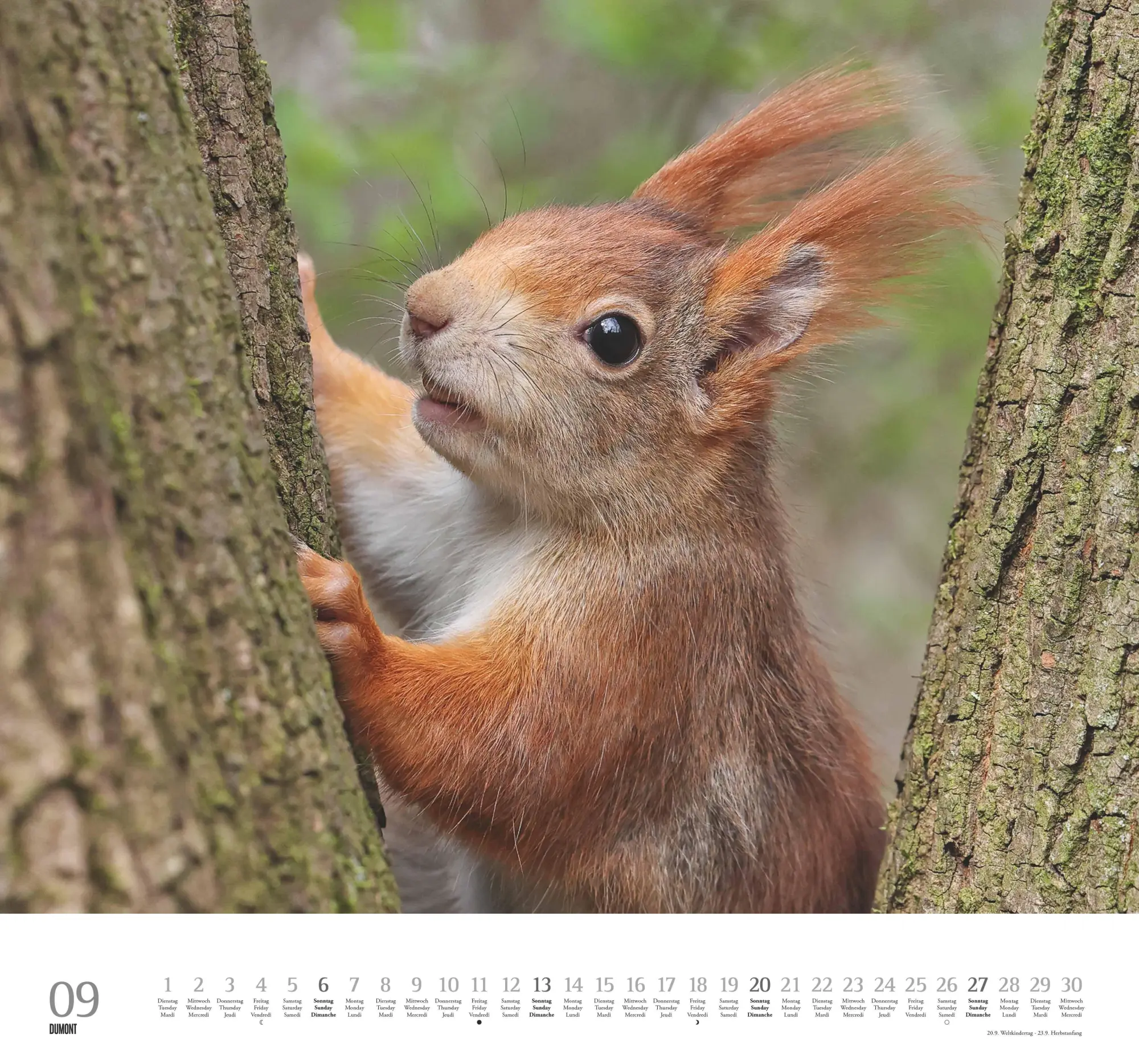 Bild: 4069095006119 | Geliebte Eichhörnchen 2026 - DUMONT Wandkalender - mit den...