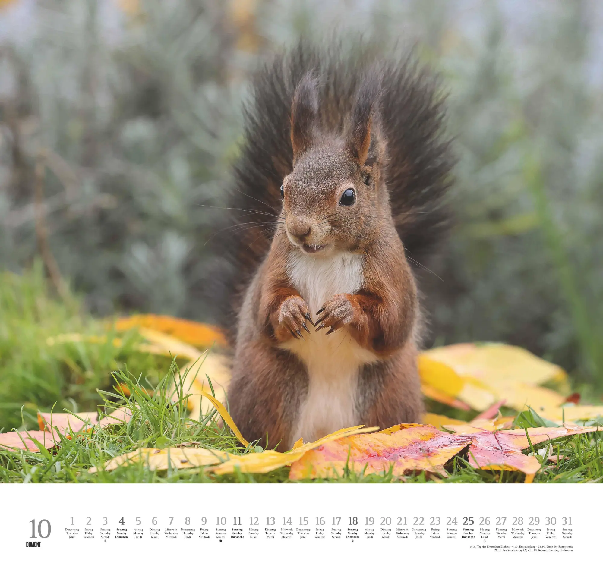 Bild: 4069095006119 | Geliebte Eichhörnchen 2026 - DUMONT Wandkalender - mit den...