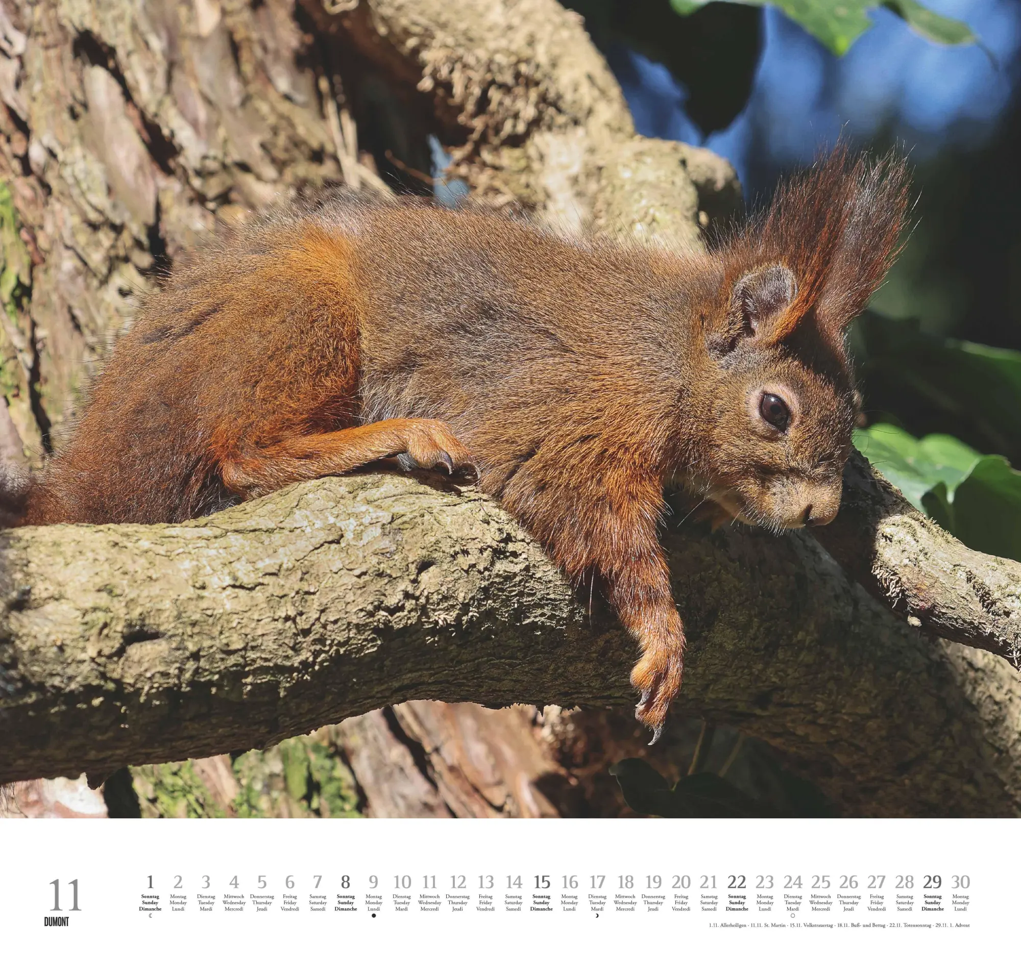 Bild: 4069095006119 | Geliebte Eichhörnchen 2026 - DUMONT Wandkalender - mit den...
