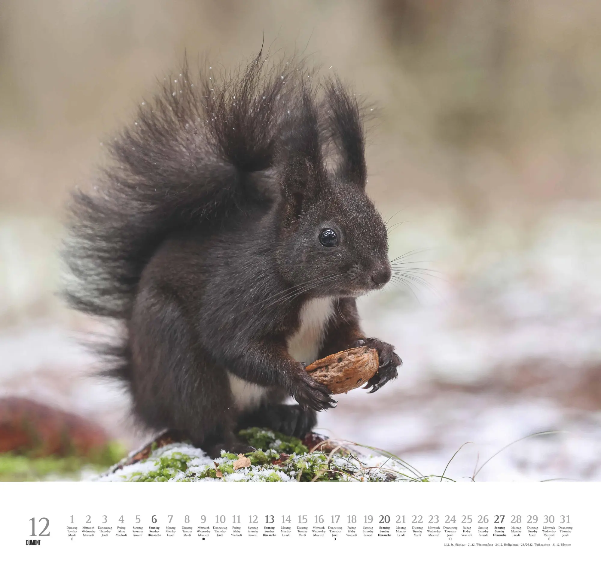 Bild: 4069095006119 | Geliebte Eichhörnchen 2026 - DUMONT Wandkalender - mit den...