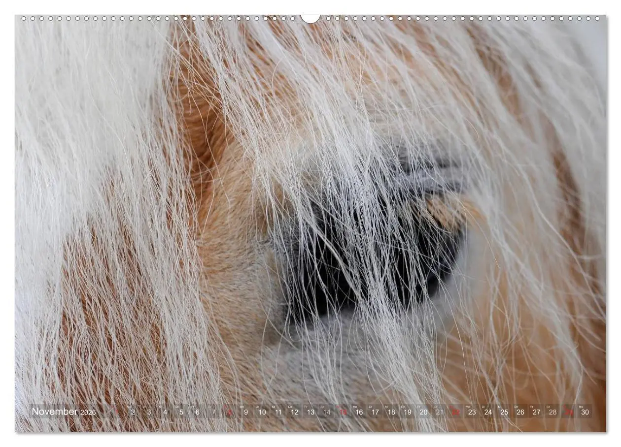 Bild: 9783516156119 | Haflinger Schönheiten (hochwertiger Premium Wandkalender 2026 DIN...