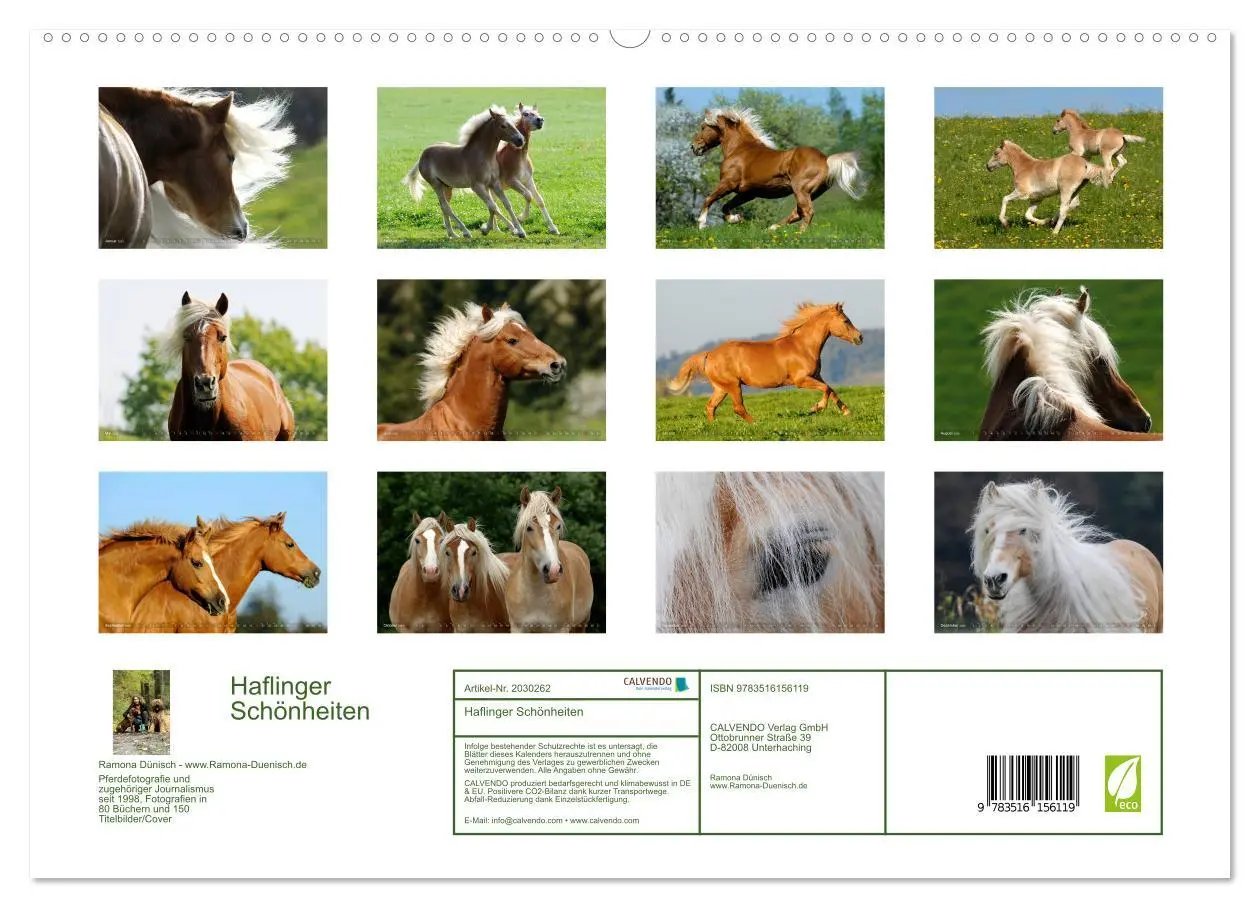 Bild: 9783516156119 | Haflinger Schönheiten (hochwertiger Premium Wandkalender 2026 DIN...