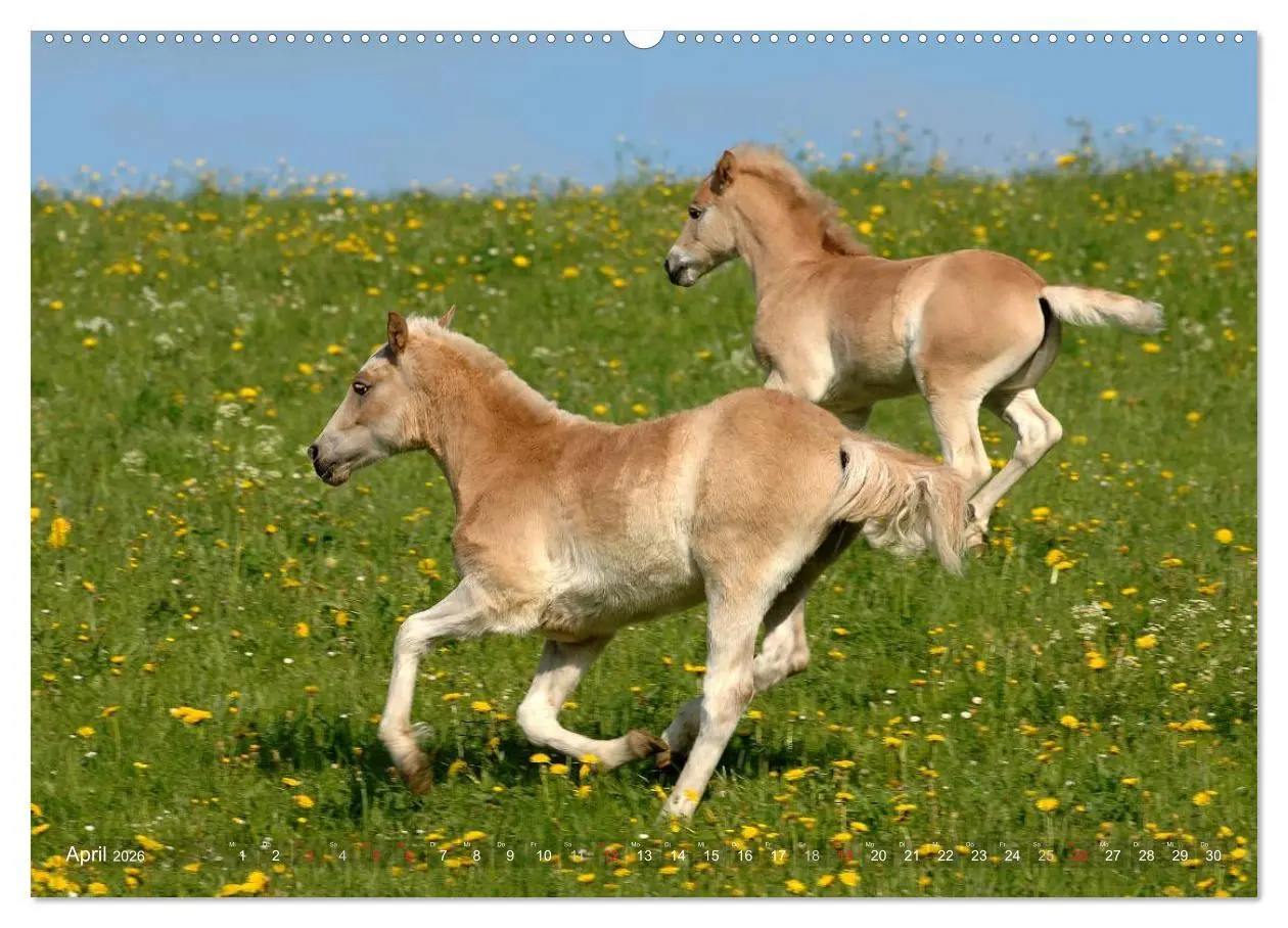 Bild: 9783516156119 | Haflinger Schönheiten (hochwertiger Premium Wandkalender 2026 DIN...