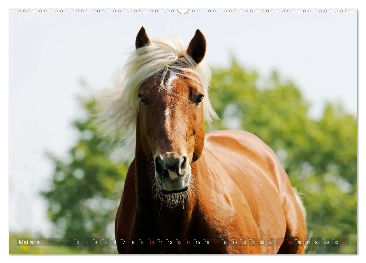Bild: 9783516156119 | Haflinger Schönheiten (hochwertiger Premium Wandkalender 2026 DIN...