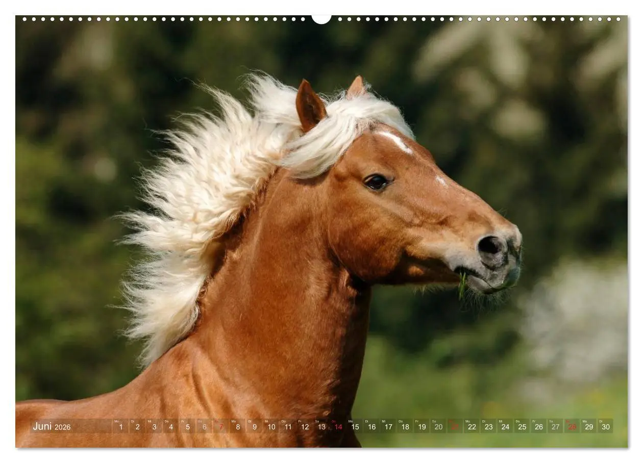Bild: 9783516156119 | Haflinger Schönheiten (hochwertiger Premium Wandkalender 2026 DIN...